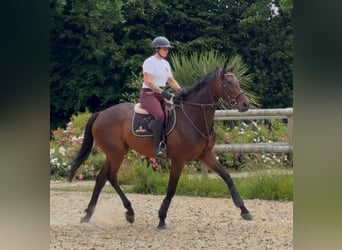 Thoroughbred, Gelding, 5 years, 16 hh, Brown