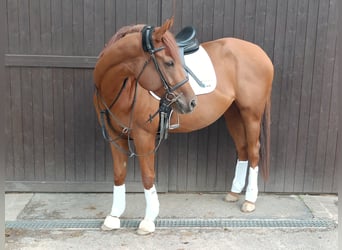 Thoroughbred, Gelding, 5 years, 16 hh, Chestnut-Red