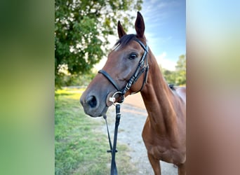 Thoroughbred, Gelding, 5 years, 16 hh