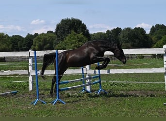 Thoroughbred Mix, Gelding, 5 years, 16 hh, Smoky-Black