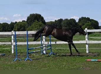 Thoroughbred Mix, Gelding, 5 years, 16 hh, Smoky-Black
