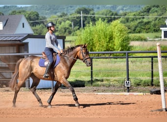 Thoroughbred, Gelding, 5 years, 16,1 hh, Bay