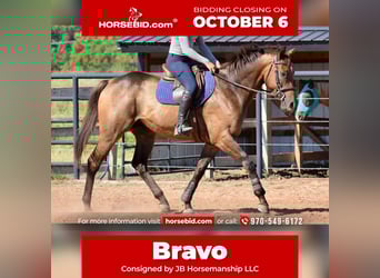 Thoroughbred, Gelding, 5 years, 16,1 hh, Bay