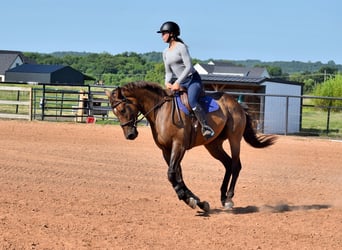 Thoroughbred, Gelding, 5 years, 16,1 hh, Bay