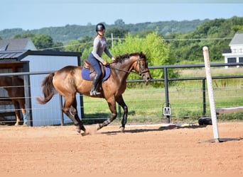 Thoroughbred, Gelding, 5 years, 16,1 hh, Bay