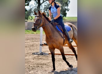 Thoroughbred, Gelding, 5 years, 16,1 hh, Bay