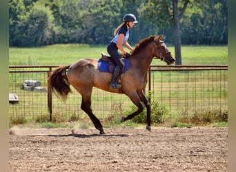Thoroughbred, Gelding, 5 years, 16,1 hh, Bay