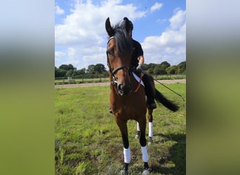 Thoroughbred, Gelding, 5 years, 16,1 hh, Brown