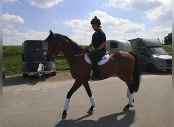 Thoroughbred, Gelding, 5 years, 16,1 hh, Brown