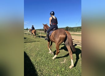 Thoroughbred, Gelding, 5 years, 16,1 hh, Chestnut-Red