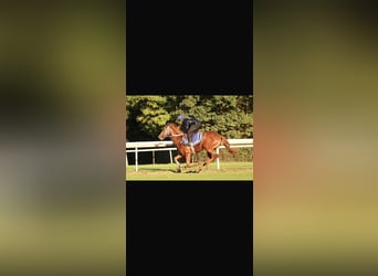 Thoroughbred, Gelding, 5 years, 16,1 hh, Chestnut-Red