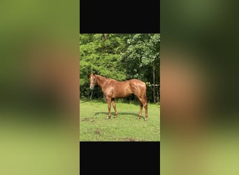 Thoroughbred, Gelding, 5 years, 16,1 hh, Chestnut-Red