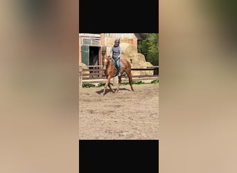 Thoroughbred, Gelding, 5 years, 16,1 hh, Chestnut-Red