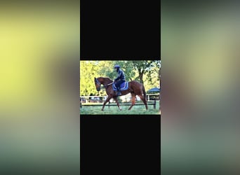 Thoroughbred, Gelding, 5 years, 16,1 hh, Chestnut-Red