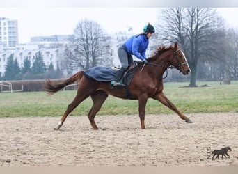 Thoroughbred, Gelding, 5 years, 16,1 hh, Chestnut-Red