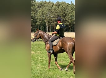 Thoroughbred, Gelding, 5 years, 16,1 hh, Chestnut-Red