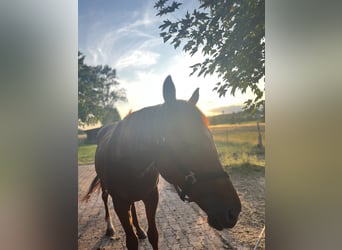 Thoroughbred, Gelding, 5 years, 16,1 hh, Chestnut-Red