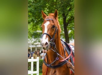 Thoroughbred, Gelding, 5 years, 16,1 hh, Chestnut-Red