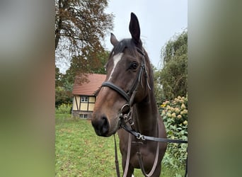 Thoroughbred, Gelding, 5 years, 16,2 hh, Brown