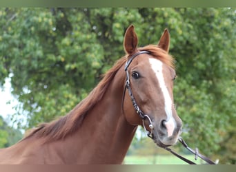 Thoroughbred, Gelding, 5 years, 16,2 hh, Chestnut-Red