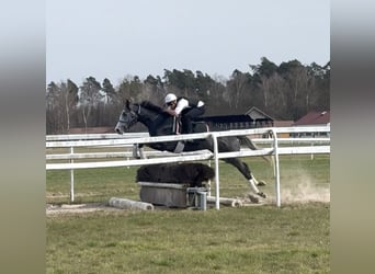 Thoroughbred, Gelding, 5 years, 16,2 hh, Grey-Dapple