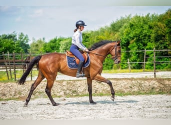 Thoroughbred, Gelding, 5 years, 16,2 hh, Smoky-Black