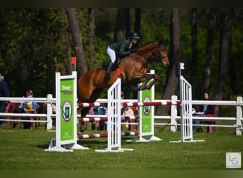 Thoroughbred, Gelding, 5 years, 17 hh, Bay-Dark