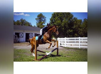 Thoroughbred, Gelding, 5 years, 17 hh, Chestnut