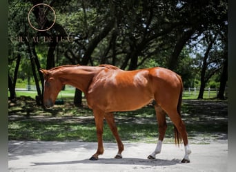 Thoroughbred, Gelding, 5 years, 17 hh, Chestnut