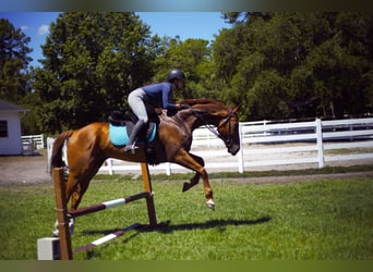 Thoroughbred, Gelding, 5 years, 17 hh, Chestnut