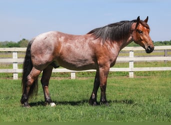 Thoroughbred Mix, Gelding, 5 years, 17 hh, Roan-Bay