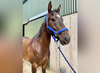 Thoroughbred, Gelding, 6 years, 15.1 hh, Brown