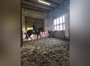Thoroughbred, Gelding, 6 years, 15.2 hh, Brown