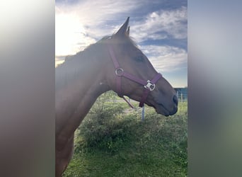 Thoroughbred, Gelding, 6 years, 15,2 hh, Brown