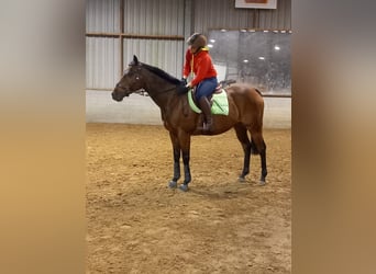 Thoroughbred, Gelding, 6 years, 15,2 hh, Brown