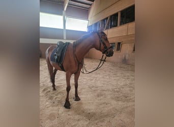 Thoroughbred, Gelding, 6 years, 15,2 hh, Chestnut-Red