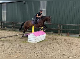 Thoroughbred, Gelding, 6 years, 15,1 hh, Brown
