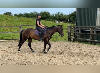 Thoroughbred, Gelding, 6 years, 15,1 hh, Brown