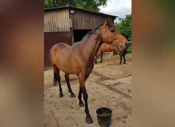 Thoroughbred, Gelding, 6 years, 15,2 hh, Bay-Dark