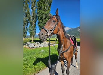 Thoroughbred, Gelding, 6 years, 15,2 hh, Bay-Dark