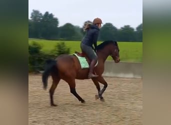 Thoroughbred, Gelding, 6 years, 15,2 hh, Brown