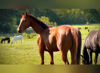 Thoroughbred, Gelding, 6 years, 15,2 hh, Chestnut-Red