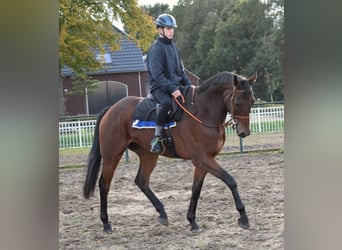 Thoroughbred, Gelding, 6 years, 16.1 hh, Brown