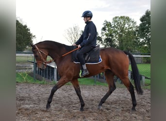 Thoroughbred, Gelding, 6 years, 16.1 hh, Brown