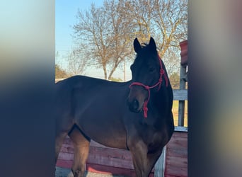 Thoroughbred, Gelding, 6 years, 16.1 hh, Brown