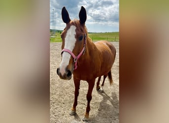 Thoroughbred Mix, Gelding, 6 years, 16.1 hh, Brown