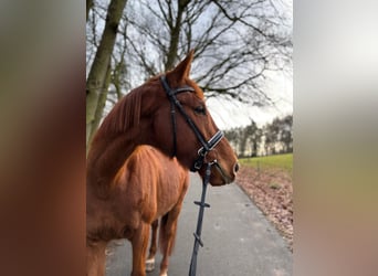 Thoroughbred, Gelding, 6 years, 16,1 hh, Chestnut-Red