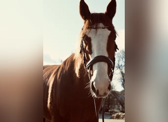 Thoroughbred, Gelding, 6 years, 16,1 hh, Chestnut-Red