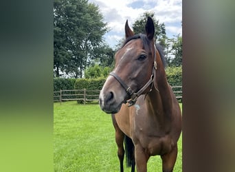 Thoroughbred, Gelding, 6 years, 16 hh, Bay-Dark