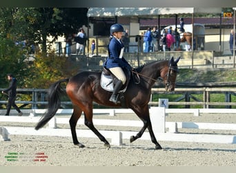 Thoroughbred, Gelding, 6 years, 16 hh, Bay-Dark